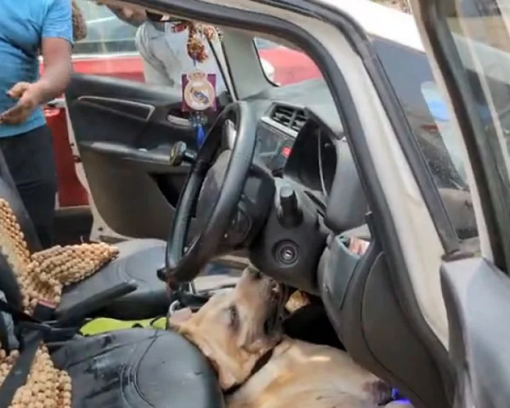 Dog died due to suffocation in a car in Vrindavan