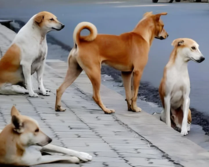 stray dogs