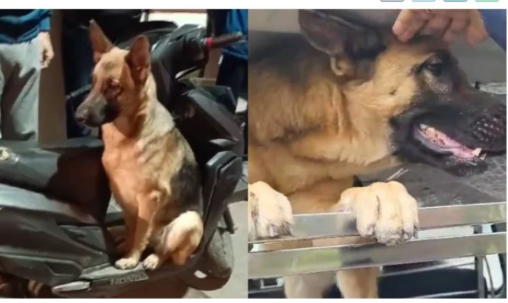 dog