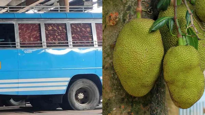 jack fruit effect on bus driver