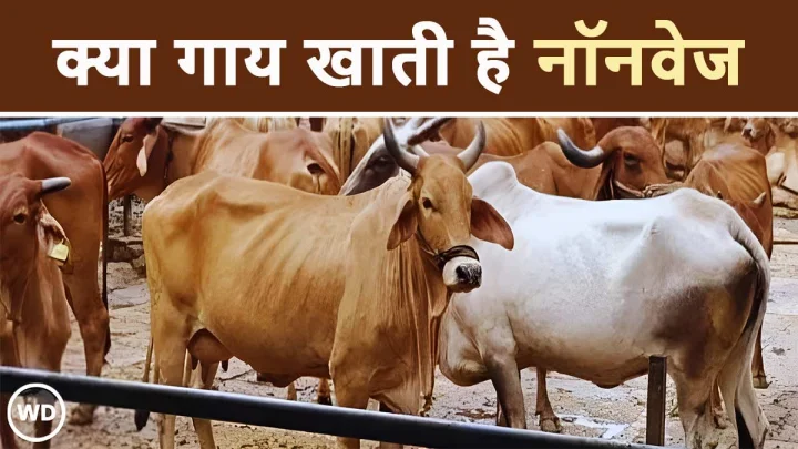 kya milk non veg hota hai