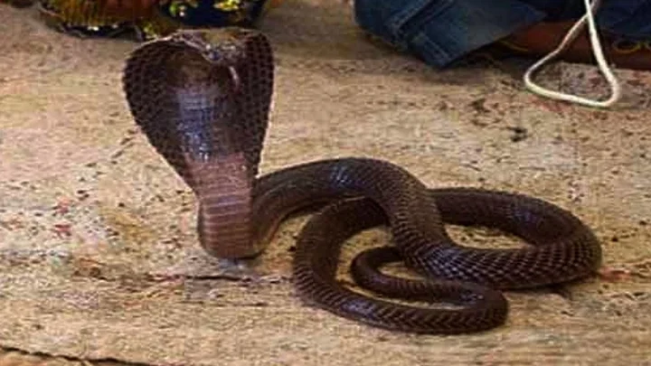 In Bihar a one year old child chewed a snake to death