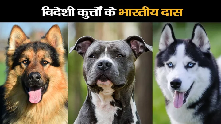 कुत्ता