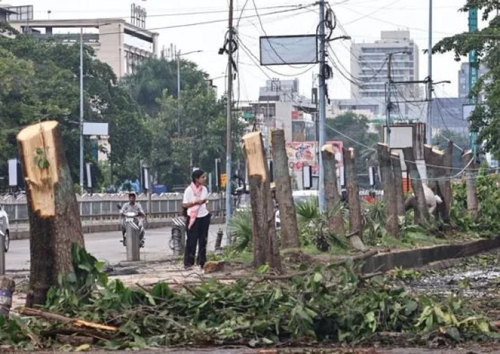 Tree cutting