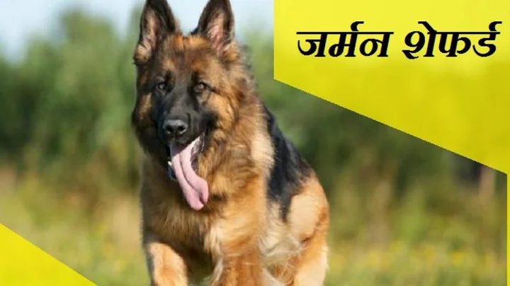 German Shepherd
