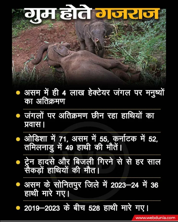 Elephants