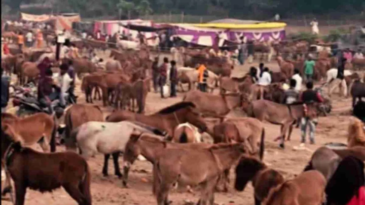 Chitrakoot Gadha Mela