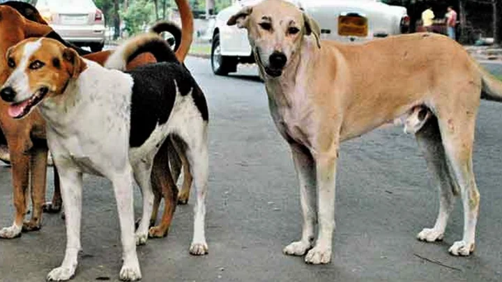 हैदराबाद में 100 कुत्तों को जहर देकर मारा, सरपंच समेत 3 लोग गिरफ्तार