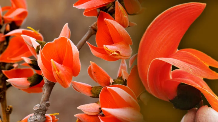 सुर्ख़ फूल पलाश के...