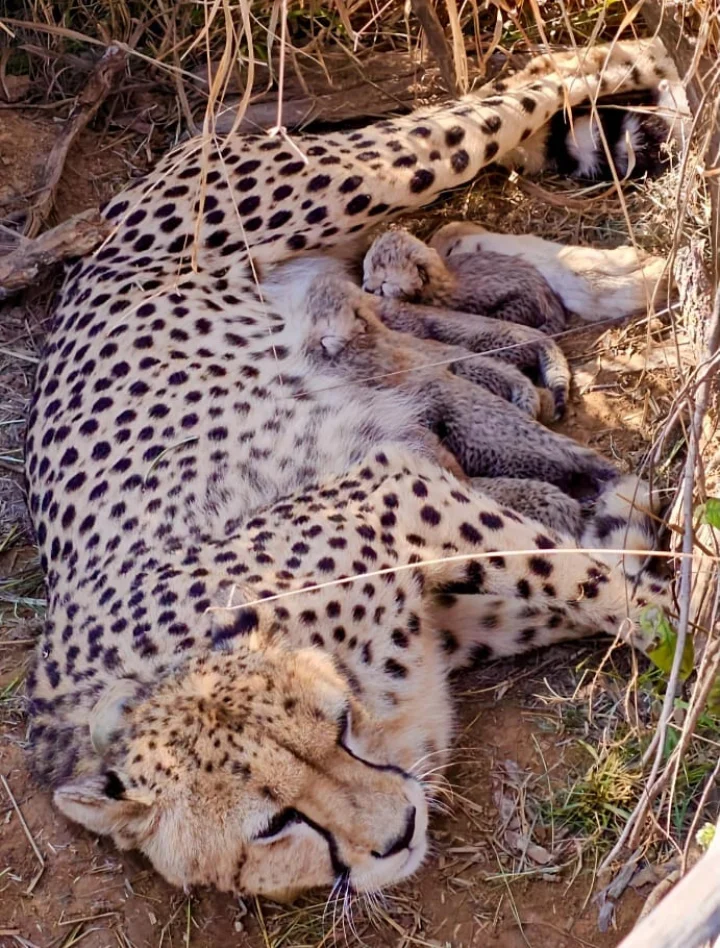 Female cheetah Jwala gave birth to five cubs in Kuno