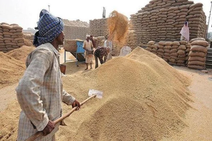 Government wheat procurement postponed in Madhya Pradesh