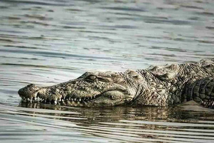 सास के अंतिम संस्कार में गोंडा आया था दीपक, सरयू में हाथ धोते ही मगरमच्छ ने किया शिकार