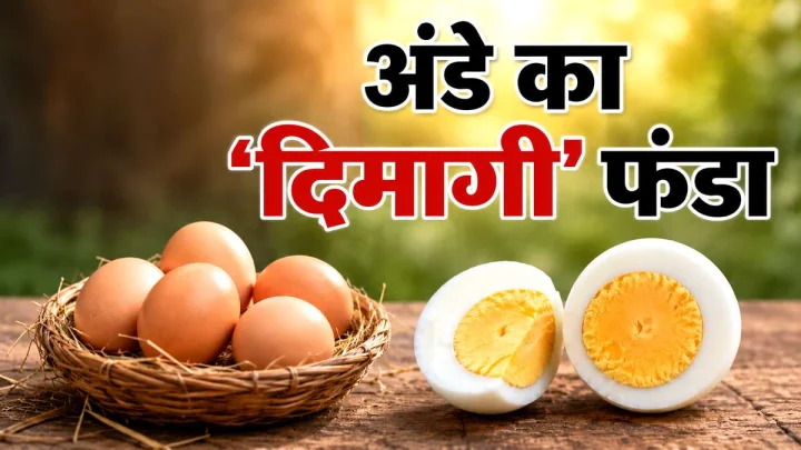 सिर्फ एक अंडा! वैज्ञानिकों ने बताया दिमाग तेज करने का 'सीक्रेट फॉर्मूला'