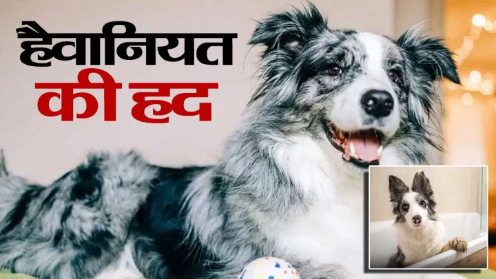 15 लाख फॉलोअर्स वाले सेलिब्रेटी कुत्‍ते को बेचा, खरीदने वाले ने मीट बनाकर खिला दिया, सोशल मीडिया ने बताया हैवानियत