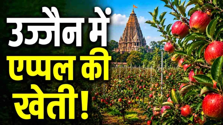 नासिक को टक्कर दे रहा है बाबा महाकाल का शहर? उज्जैन में हो रही है सेब (Apple) की बंपर खेती, करोड़ों की कमाई का मौका