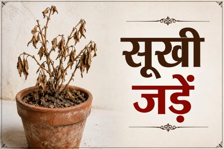 सूखी जड़ों से लौटती हरियाली