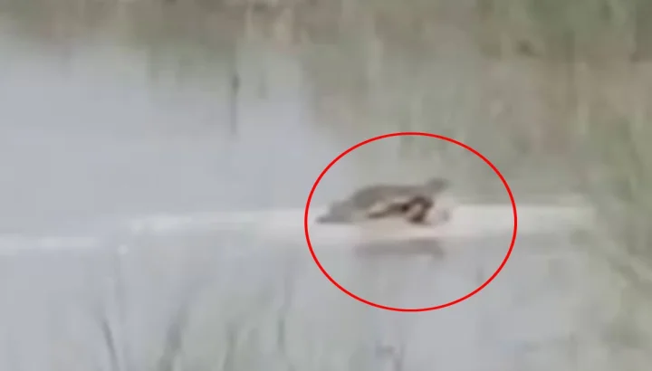 UP Bahraich Crocodile Attack : बहराइच में दर्दनाक हादसा, घाघरा नदी किनारे गए 12 साल के बच्चे को मगरमच्छ खींच ले गया, घंटों बाद मिला शव