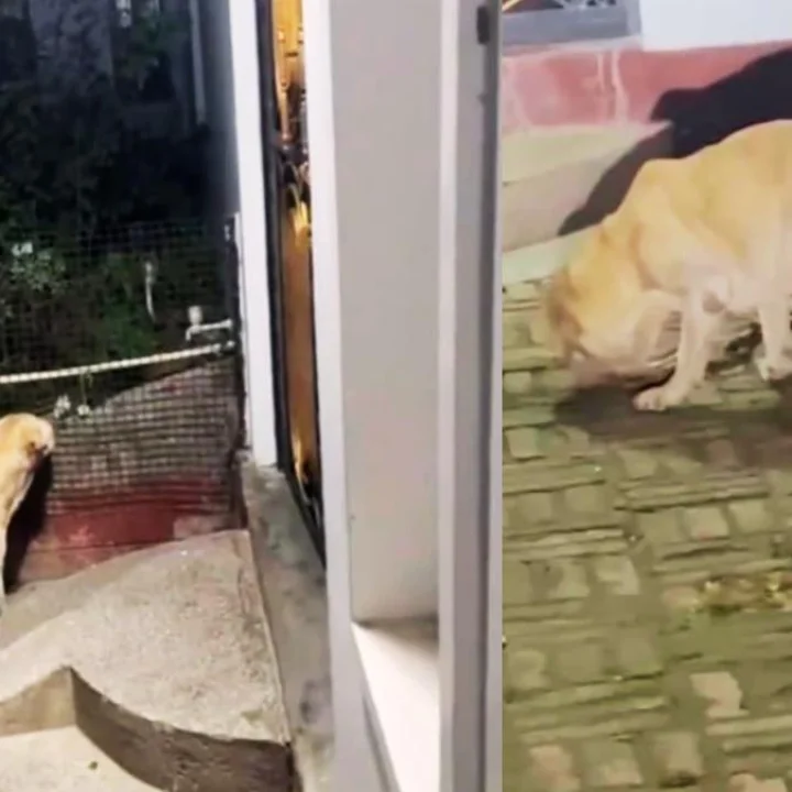 tommy dog hindi news