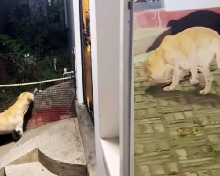 tommy dog hindi news
