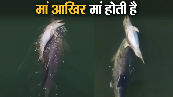 6 दिन तक मृत बच्चे को पीठ पर लेकर तैरती रही मां डॉल्फिन, VIDEO देख नम हो जाएंगी आंखें