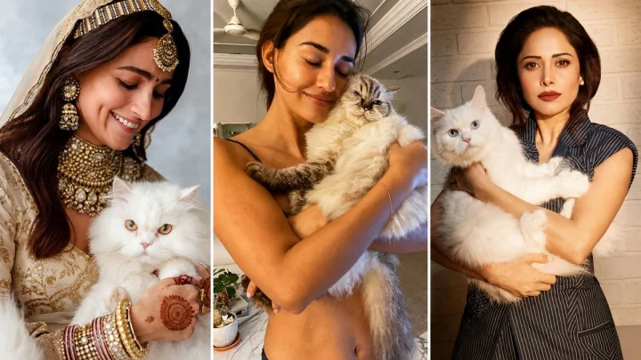 World Cat Day : या बॉलिवूड अभिनेत्री मांजरांवर प्रेमाचा वर्षाव करणाऱ्या 'कॅट मॉम्स' आहेत