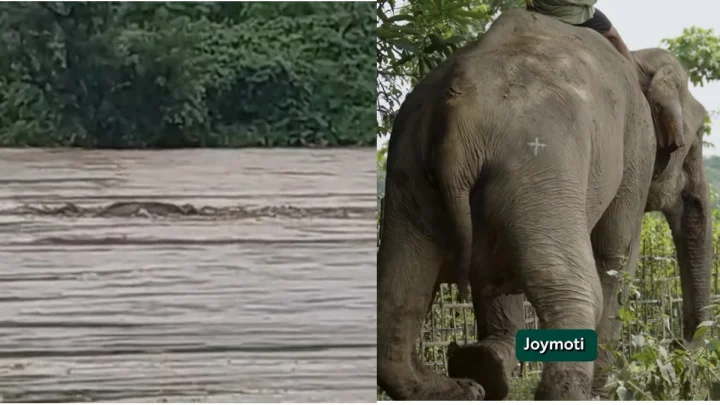 પૂરમાં ઘાયલ 53 વર્ષીય હાથી 