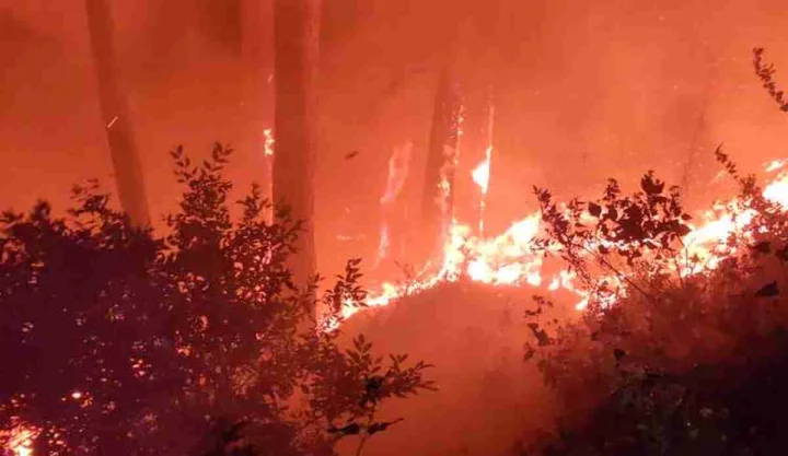 forest fire