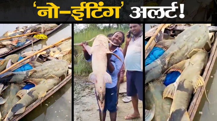बिहार की गंडक नदी में नेपाल से बहकर आईं अजीब विशालकाय मछलियां, जानिए क्यों प्रशासन ने जारी किया 'नो-ईटिंग' अलर्ट!