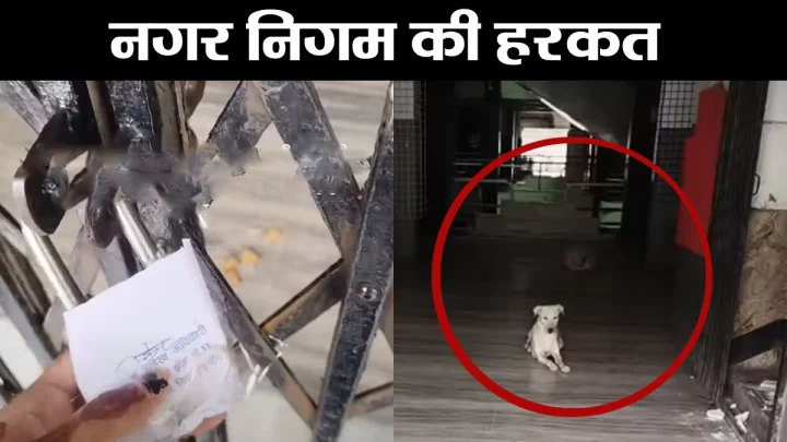 इंदौर नगर निगम की हरकत, अपोलो टॉवर सील किया तो बेजुबान कुत्‍तों को भी अंदर कैद कर दिया, लोगों ने दी गालियां