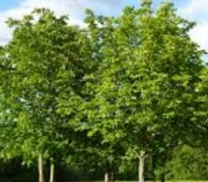 The old trees