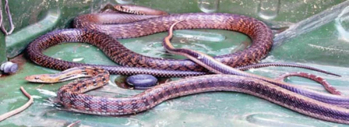 Snakes