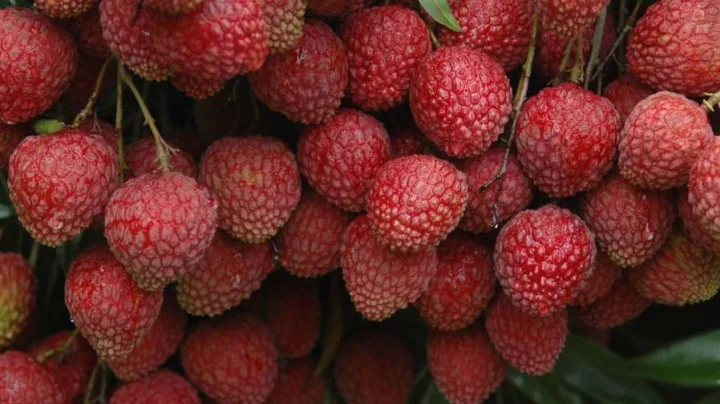 Side effects of litchi