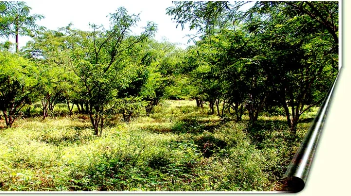 Environment