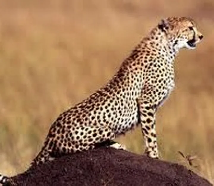 ರೈಲ್ವೆಗಾಲಿ 