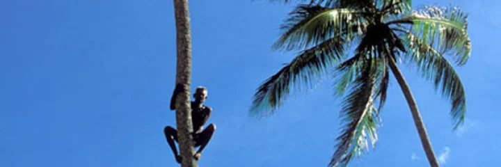 લાલચ બુરી બલા