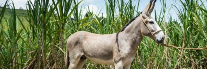 अकबर बिरबल कथा