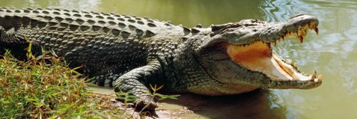 ಮೊಸಳೆ ಬೇಟೆಯಾಡಿದ ಚೀತಾ