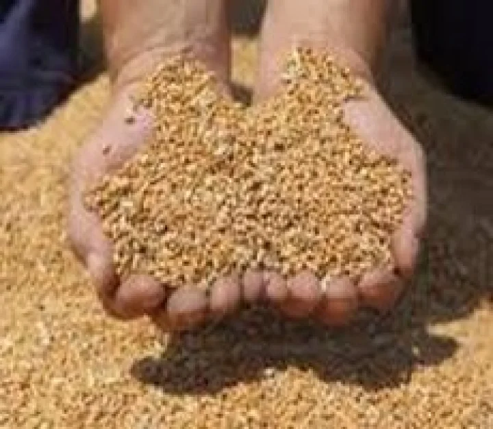 राष्ट्रीय अन्न सुरक्षा कायदा