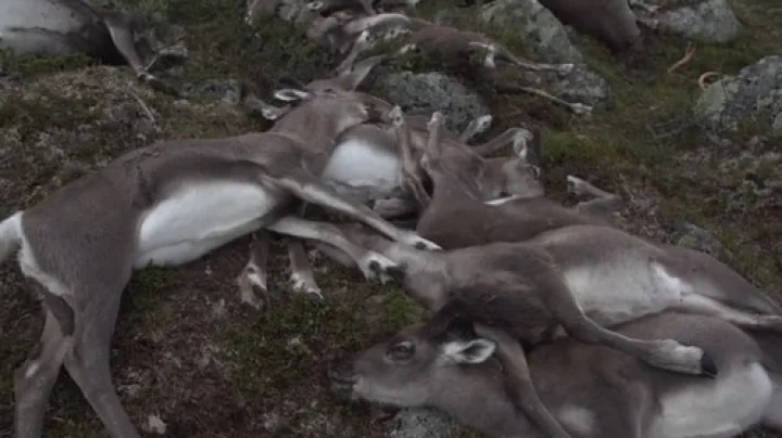 reindeer