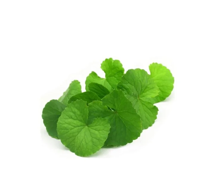 ನಮ್ಮ ಸುತ್ತಾಮುತ್ತಾ ಸಿಗುವ ಒಂದೆಲಗದಿಂದ ಆರೋಗ್ಯಕ್ಕೆ ಸಿಗುವ ಲಕ್ಷಣಗಳೇಣು ಗೊತ್ತಾ