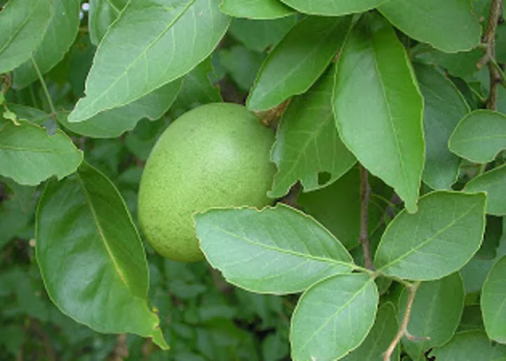 ಶಿವ ದೇವರು