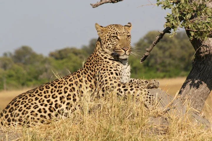 leopard