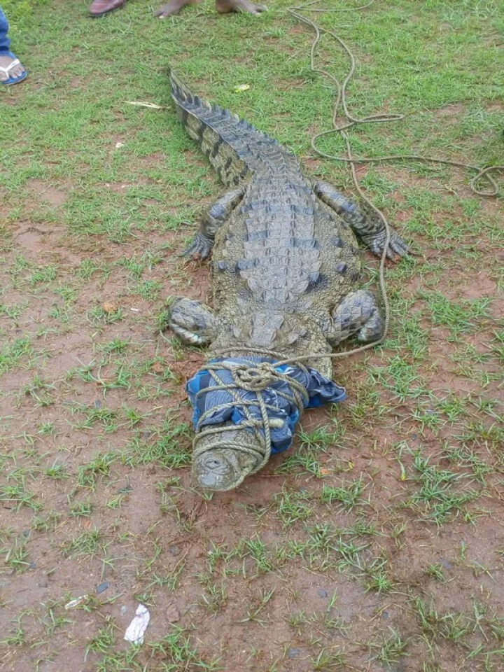 ಈಜು