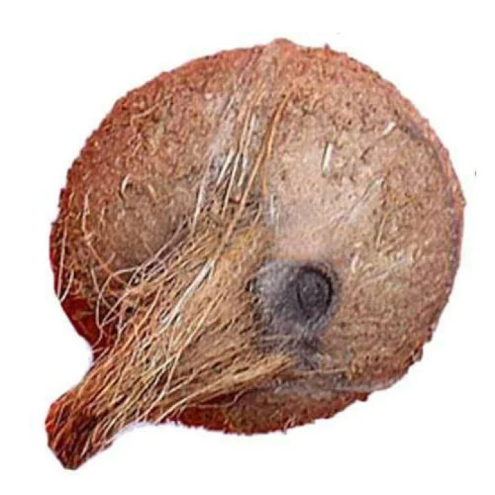 Why women not allowed to break coconuts