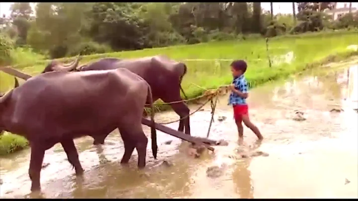 ಅಗ್ರಿಕಲ್ಚರಲ್