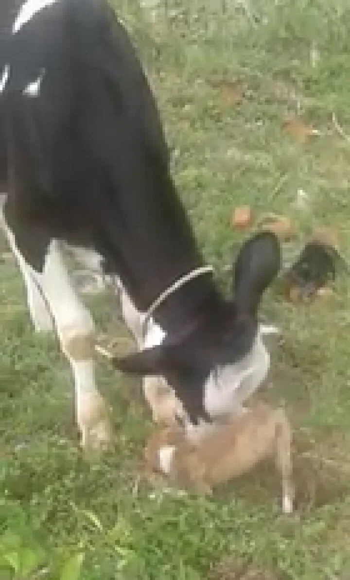 ಪ್ರಾಣಿಗಳ ಪ್ರೀತಿ