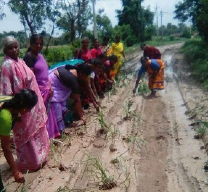 ರಸ್ತೆಯಲ್ಲಿಯೇ ನಾಟಿ
