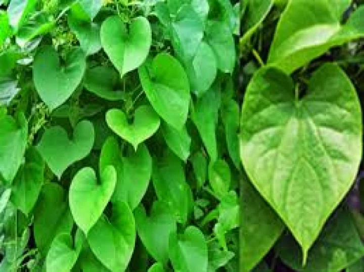 ಅಮೃತಬಳ್ಳಿ