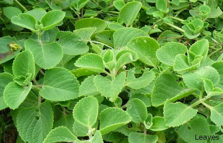 ಆರೋಗ್ಯ