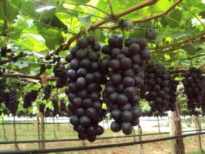 The Fox and The Grapes Story with Moral